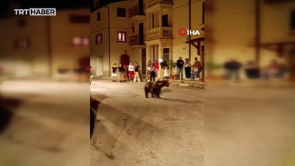 İtalya'da anne ayı ve yavruları caddeye indi