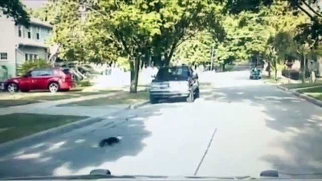 Quand un policier vient en aide à une mouffette qui a la tête coincée dans un pot de yaourt