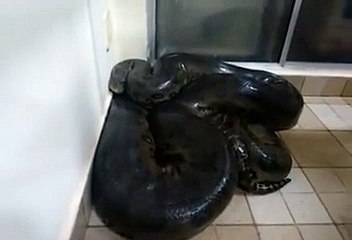 Cet homme a trouvé un anaconda chez lui, ce qu'il va se passer ensuite va vous effrayer