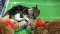 Rugby : des chatons rejouent le match France - Nouvelle-Zélande !