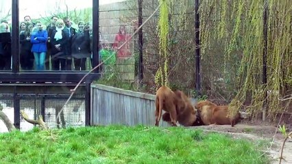 Un lion se coince la tête dans un tonneau en plastique !