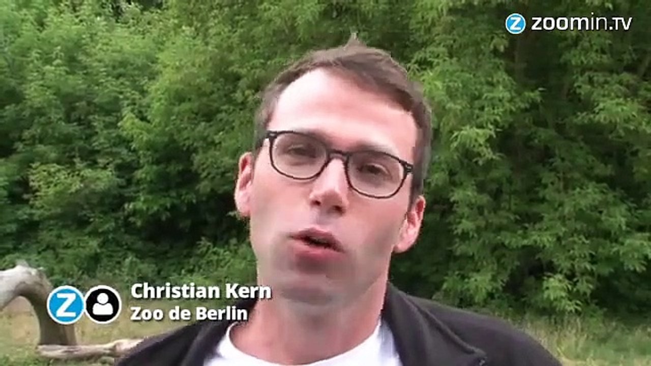 Zoo de Berlin : naissance rare de 4 bébés tigres