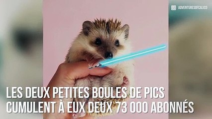 INSTACUTE : Oatmeal et Calico : Le couple de hérissons stars d’Instagram !