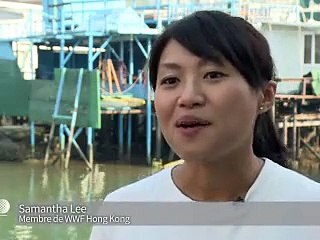 Les dauphins roses de Hong Kong menacés de disparition