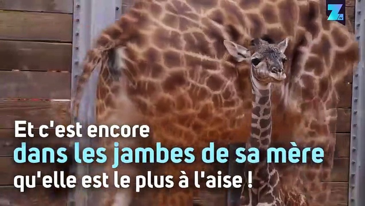 Une adorable toute petite girafe découvre le monde !