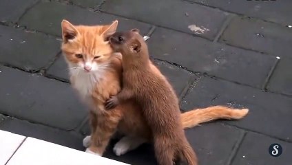 Un chat et une belette se lie d'amitié