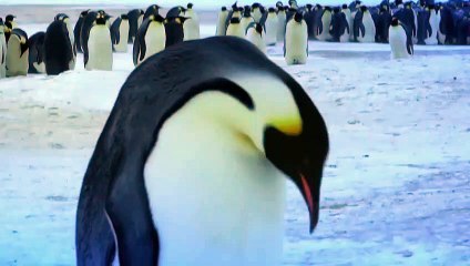 Deux manchots pleurent la mort de leur bébé