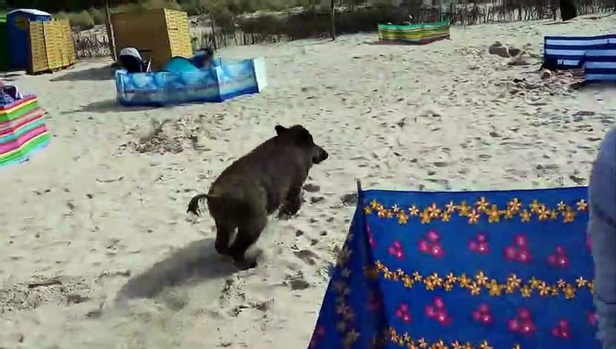 Un sanglier sème la panique sur une plage polonaise !