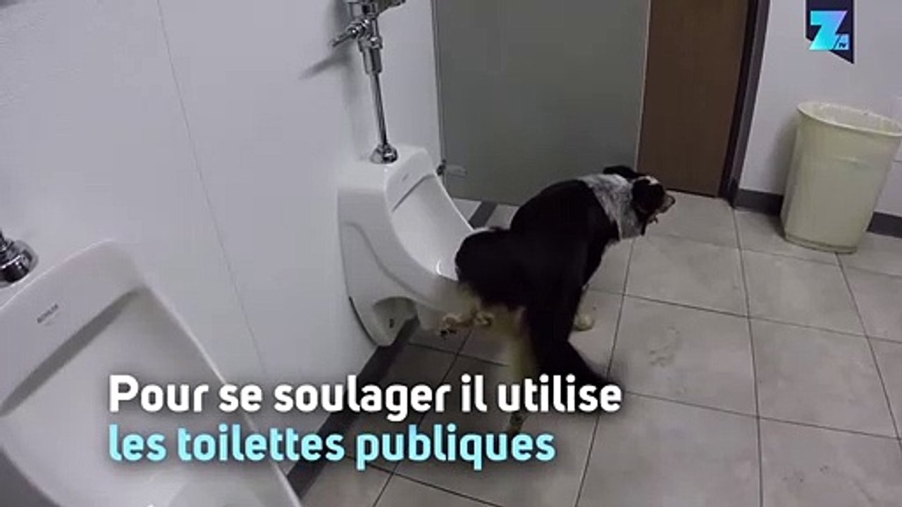 Le chien qui urinait dans les toilettes publiques
