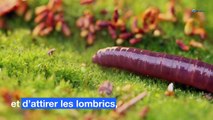 Marc de café : l'astuce pour avoir de belles plantes