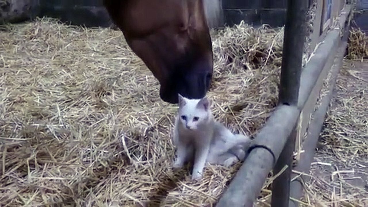 Un cheval caresse un chat
