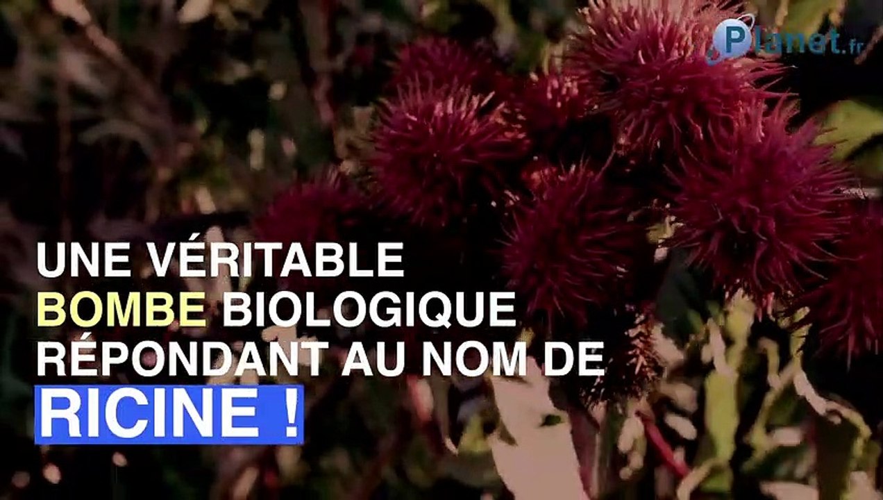 Attentat déjoué en France : c’est quoi la ricine, cette bombe ...