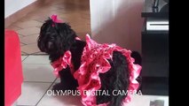 Un chien danse le flamenco