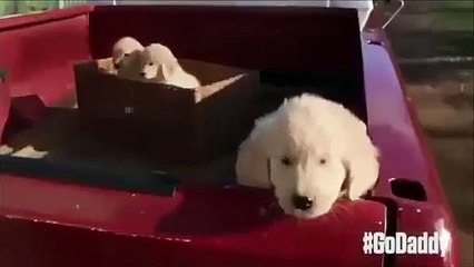 "Journey Home" : la publicité cruelle envers un chiot qui a été bannie du Superbowl