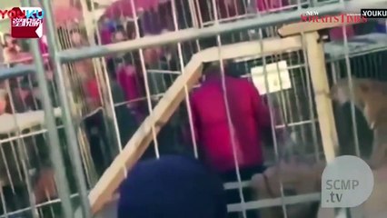 Un tigre s'échappe de sa cage en plein numéro de cirque et sème la panique !