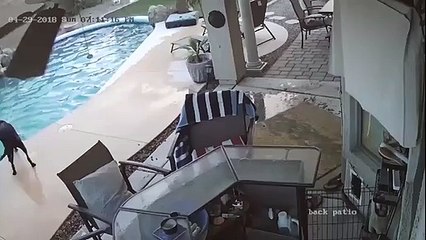 Un chien sauve son ami tombé dans une piscine !