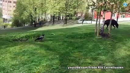 Un chien se fait pigeonner par un corbeau