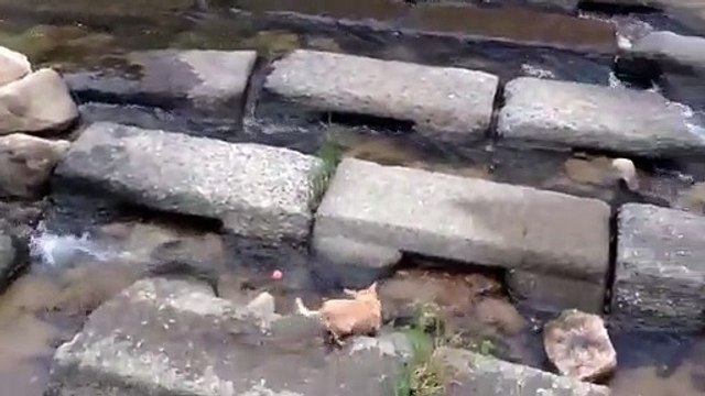 Un chien joue à la balle avec une rivière
