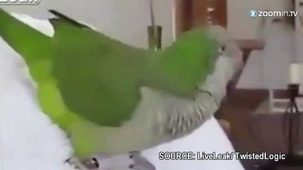 Cet oiseau se prend un interminable fou rire!
