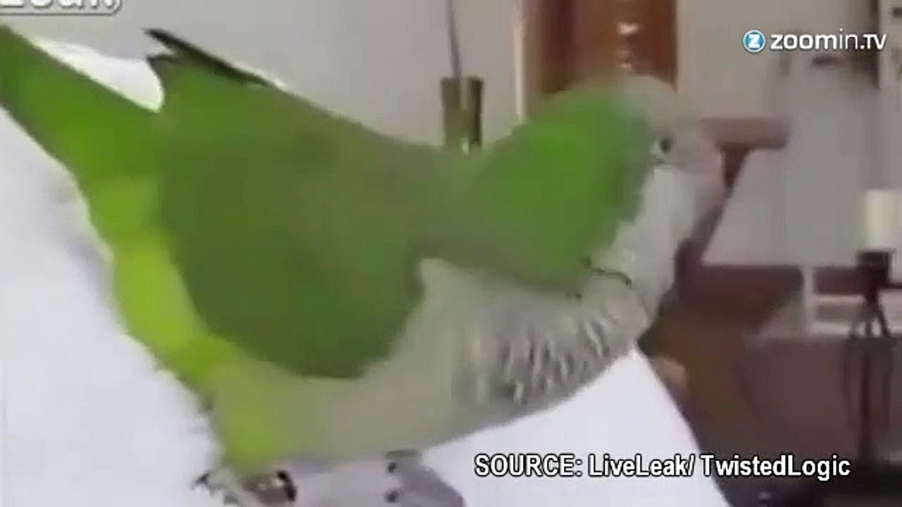Cet oiseau se prend un interminable fou rire!