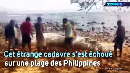 Le mystère de la créature poilue