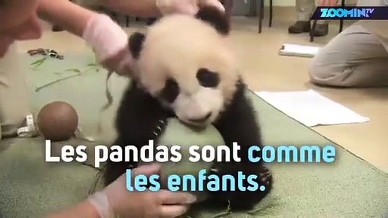 Ce panda ne veut pas lâcher son jouet favori !