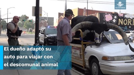 Policía detiene a un conductor por llevar... ¡un toro Watusi de copiloto!