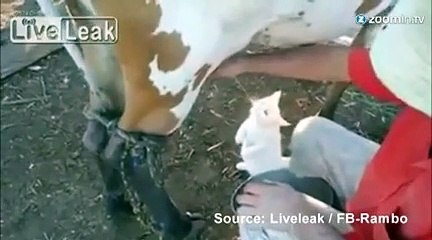 Un chat qui boit le lait à sa source!