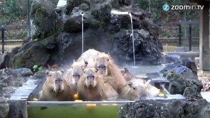 Une famille de Capybaras prend un petit bain!