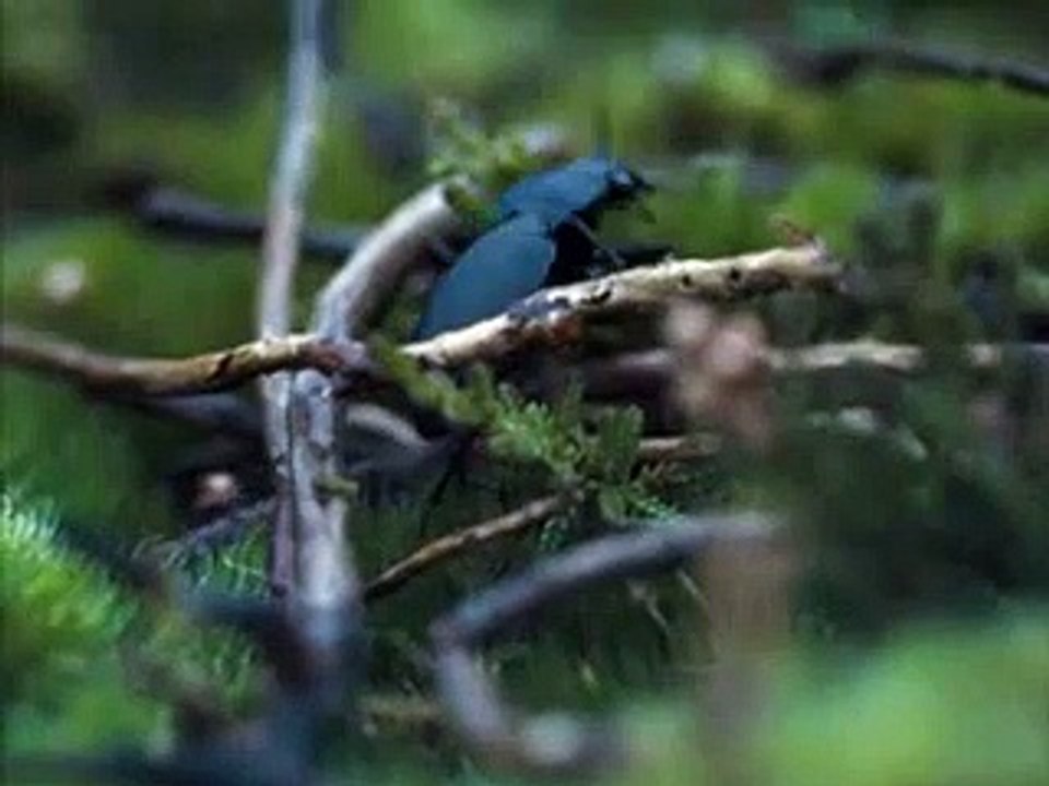 Les Hauts de Hurlevent