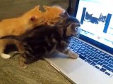 Quand des chatons regardent des chats sur un ordinateur