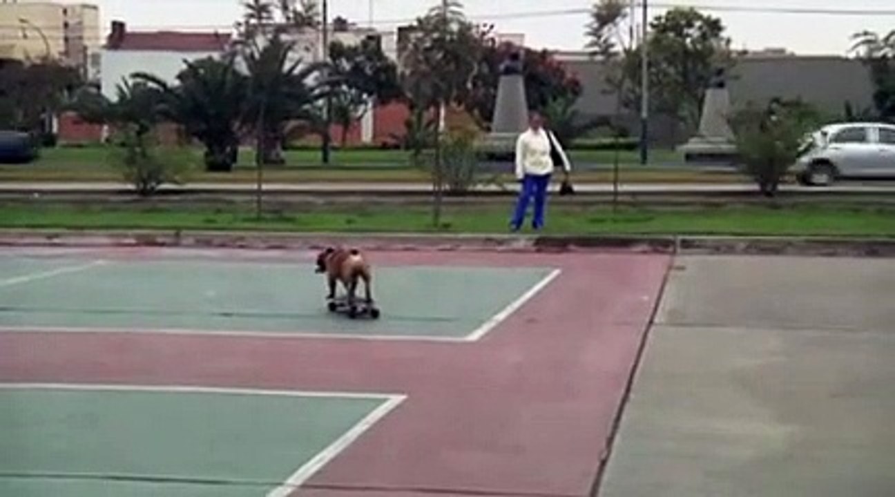Des chiens mordus de skate !