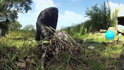 Ce singe fait un feu... pour y griller des chamallows !