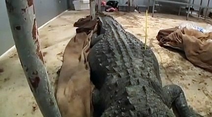 Il a capturé un alligator monstrueux