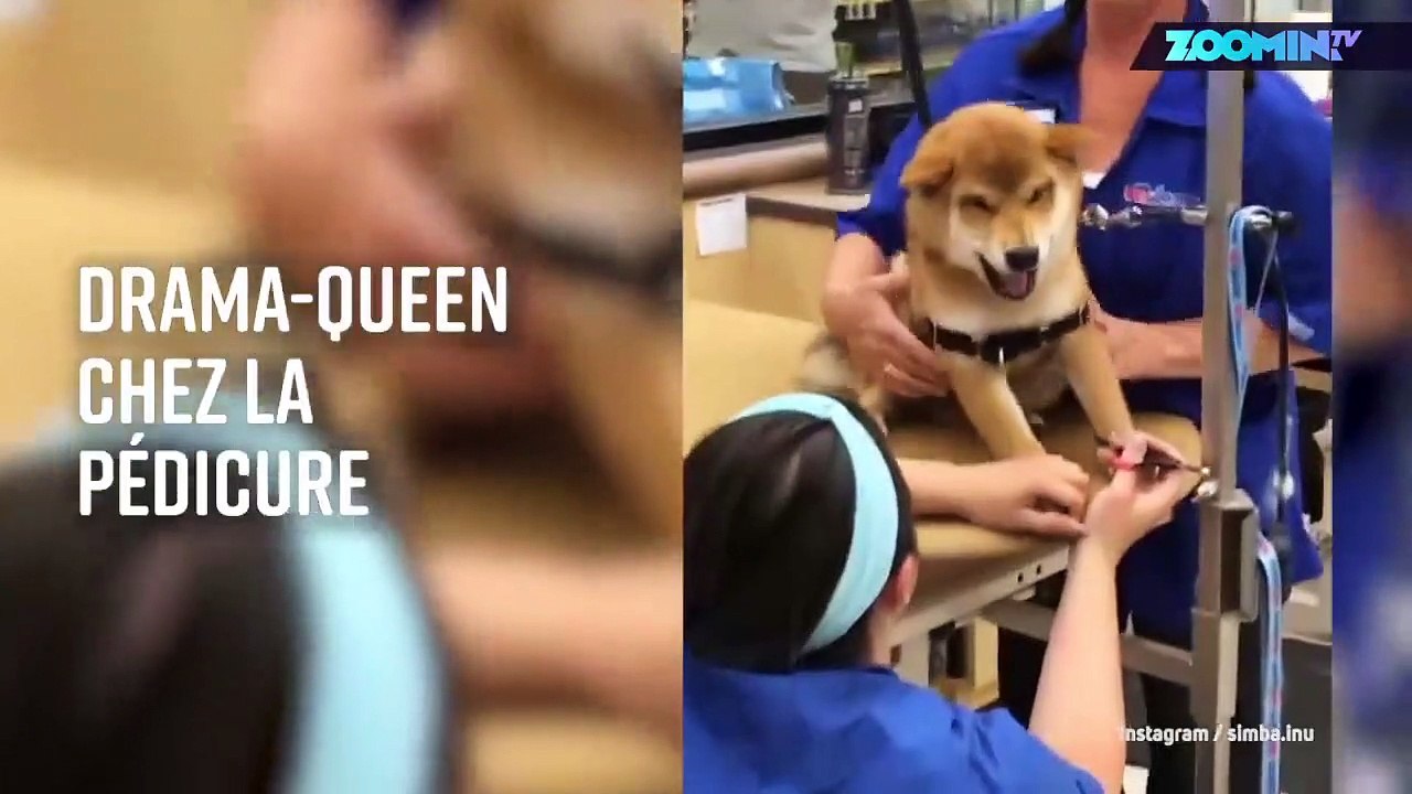 Le chien qui hurlait quand on lui coupait les griffes