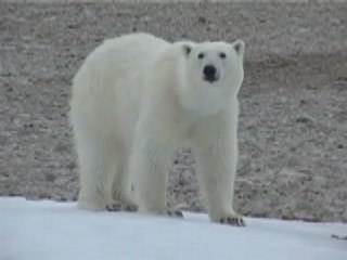 Polar bear encounters...