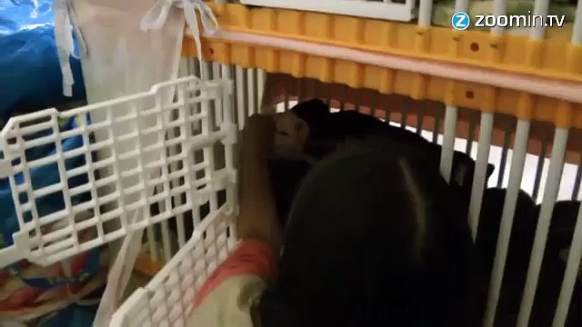 Antonio a créé un paradis pour les chats abandonnés