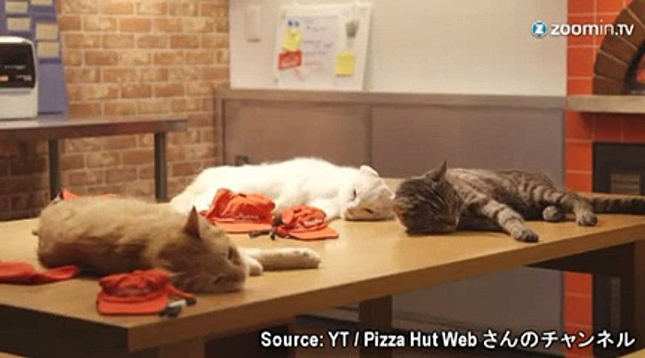 Un Pizza Hut géré par des chats : mauvaise idée