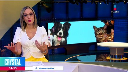 Realizan bendición de mascotas en Oaxaca