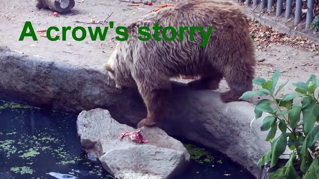 Un ours sauve un oiseau de la noyade