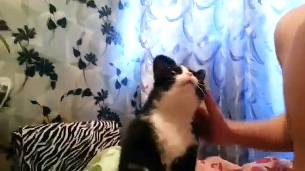 Un chat demande des caresses en tapotant le bras de son maître