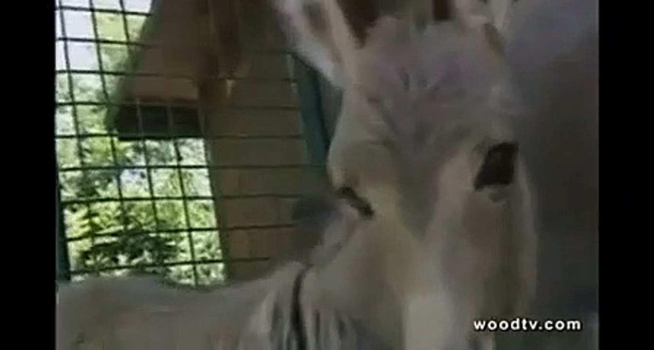 Ippo le "zonkey"
