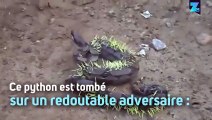 Ce python n'aurait jamais dû manger ce porc-épic