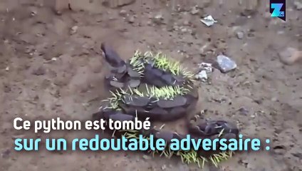 Ce python n'aurait jamais dû manger ce porc-épic
