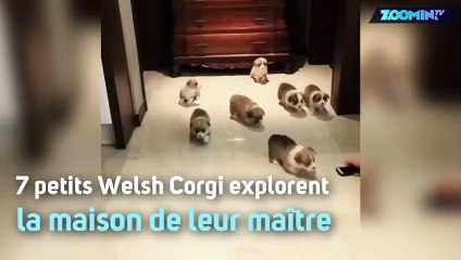 Mignons ou terrifiants ? À vous de juger !