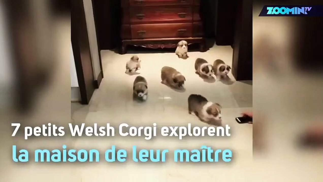 Mignons ou terrifiants ? À vous de juger !