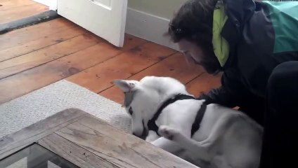 Ce chien dit non à son maître