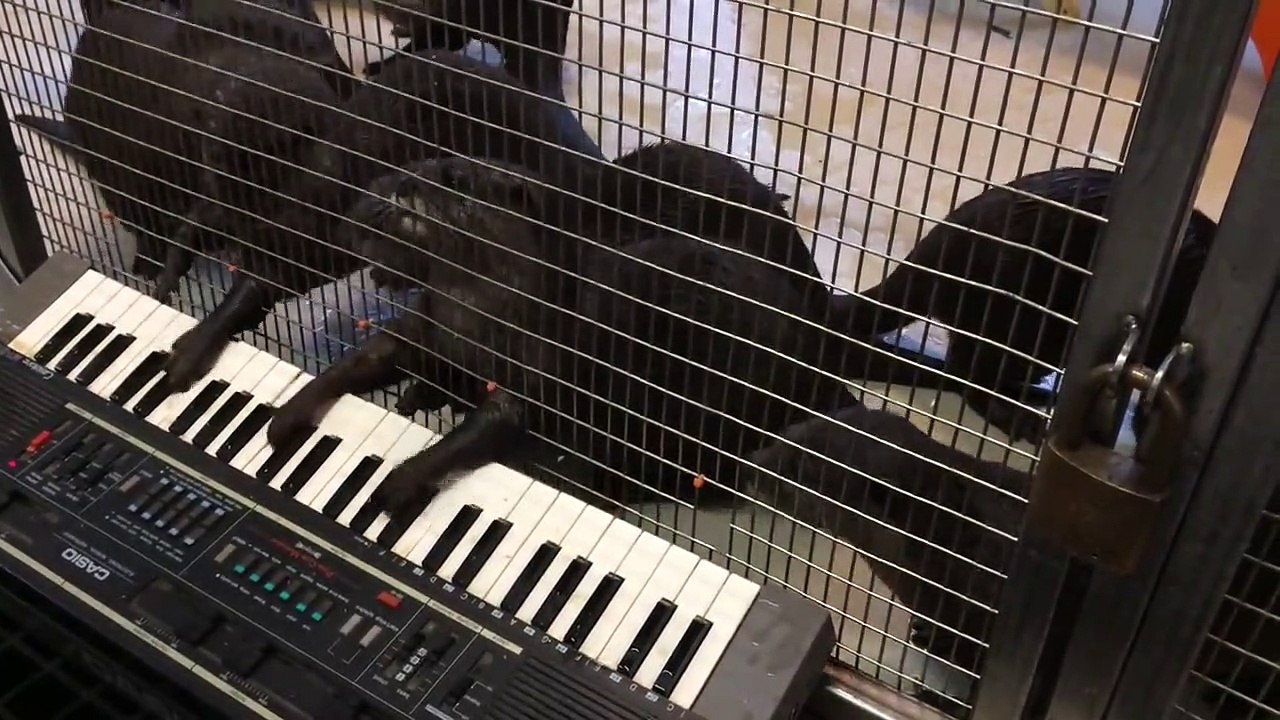 Des loutres jouent du synthétiseur