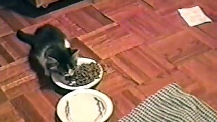 Les 9 cris d'animaux les plus insolites