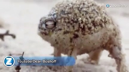 La grenouille la plus mignonne de la Terre